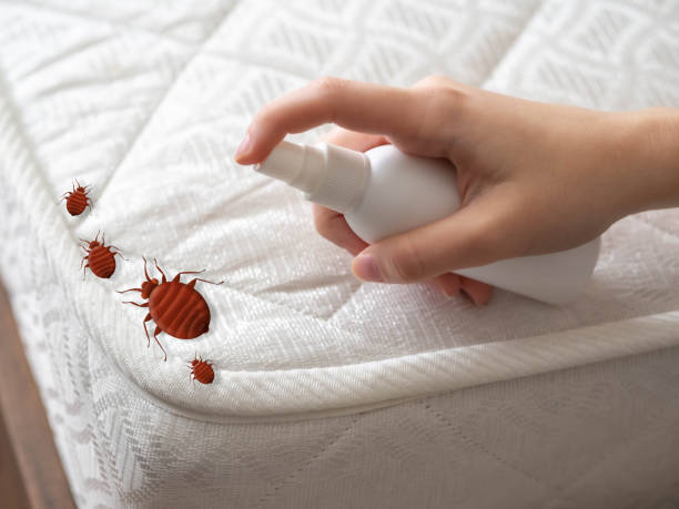 Best Bed Bug Extermination  in Hays, NC